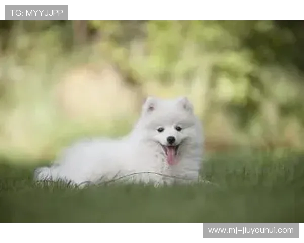 狗狗冬季保暖时尚衣融合足球主题元素打造可爱萌趣活力运动潮流风